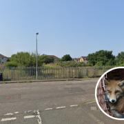 Fears were raised for a fox family on the Garven Road.