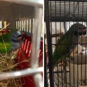 The parrot has now been returned home after being found in Beith.