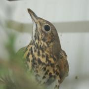 The song thrush at Hessilhead