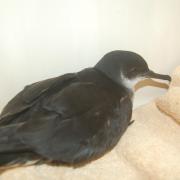 The Manx Shearwater at Hessilhead