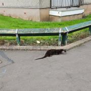 The otter was spotted roaming the Kilwinning streets.