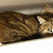 Timmy is a shy cat whose life has been turned upside down.