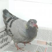 Hessilhead's lonely pigeon will soon get company