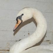 The swan is now back at Hessilhead