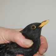 The wounded blackbird at Hessilhead