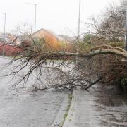 Tree down in Burns Avenue in Saltcoats during the storm