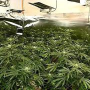 Police found a £900,000 cannabis farm on a raid in Stevenston
