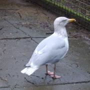 The Herring Gull is recovering