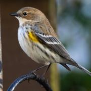 The myrtle warbler can now be seen in Kilwinning