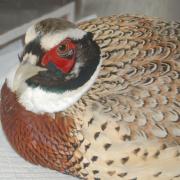 The pheasant recovers at Hessilhead