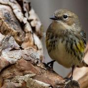 The bird is a myrtle warbler, similar to the one above