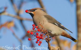 A flock of Bohemian Waxwings wowed photographers in Saltcoats over the weekend.