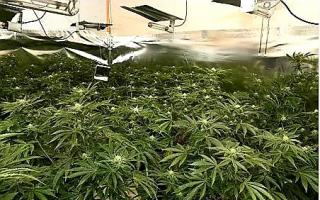 Police found a £900,000 cannabis farm on a raid in Stevenston